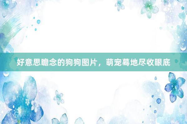 好意思瞻念的狗狗图片，萌宠蓦地尽收眼底